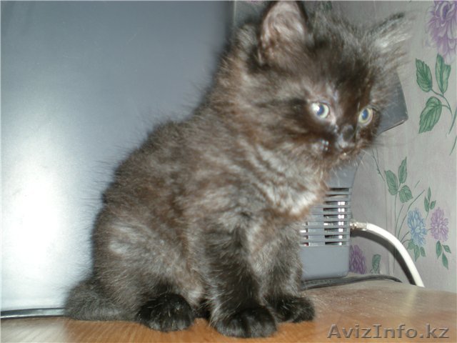 Отдадим в хорошие руки котёнка! - Изображение #1, Объявление #94079