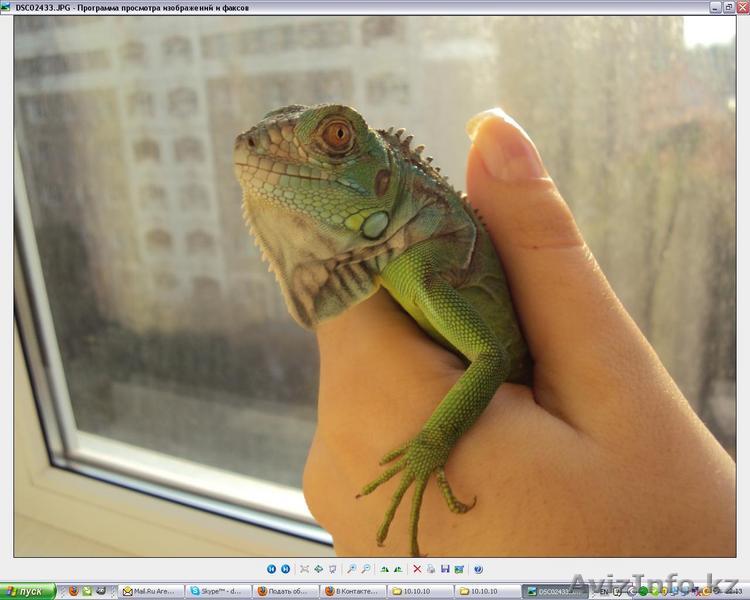 Срочно продам игуану - Изображение #1, Объявление #95010