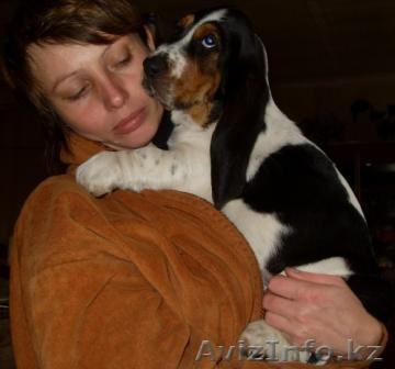 щенки бассет-хаунда - Изображение #1, Объявление #94812