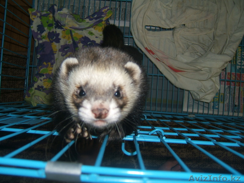 продаю хорька ...  - Изображение #1, Объявление #87840
