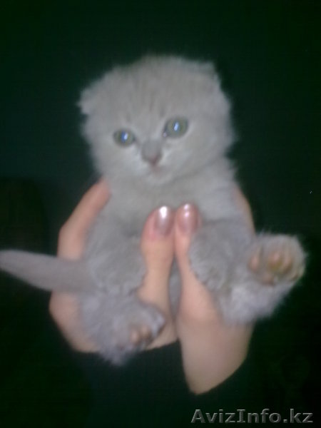 Британская веслоухая кошечка - Изображение #1, Объявление #102346