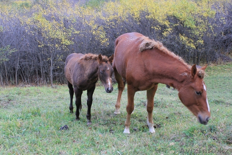 Продам лошадей в Алмате - Изображение #1, Объявление #97592