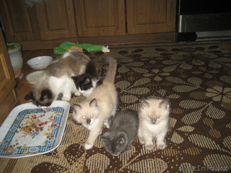 Котята! Заберите нас к себе! мы ждем ! - Изображение #1, Объявление #98660
