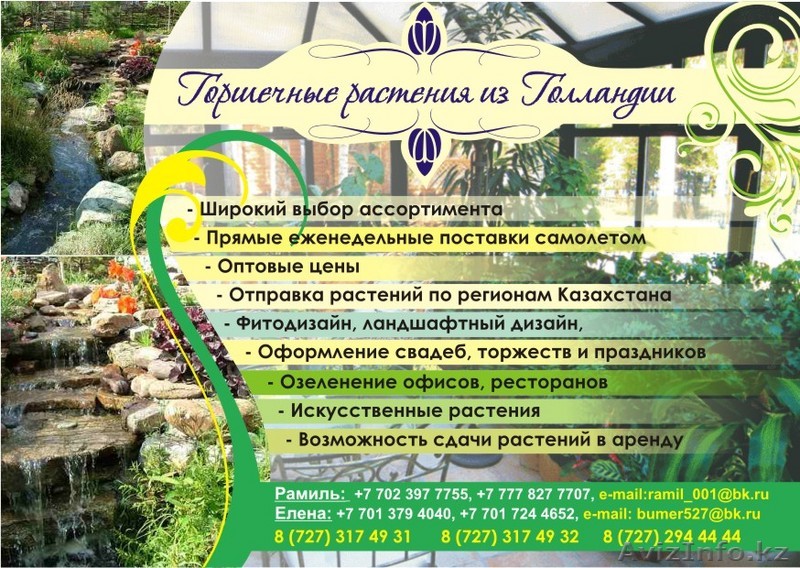 Горшечные растения из Голландии - Изображение #1, Объявление #98445