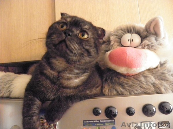 Ищем кошечку для вязки - Изображение #1, Объявление #93450