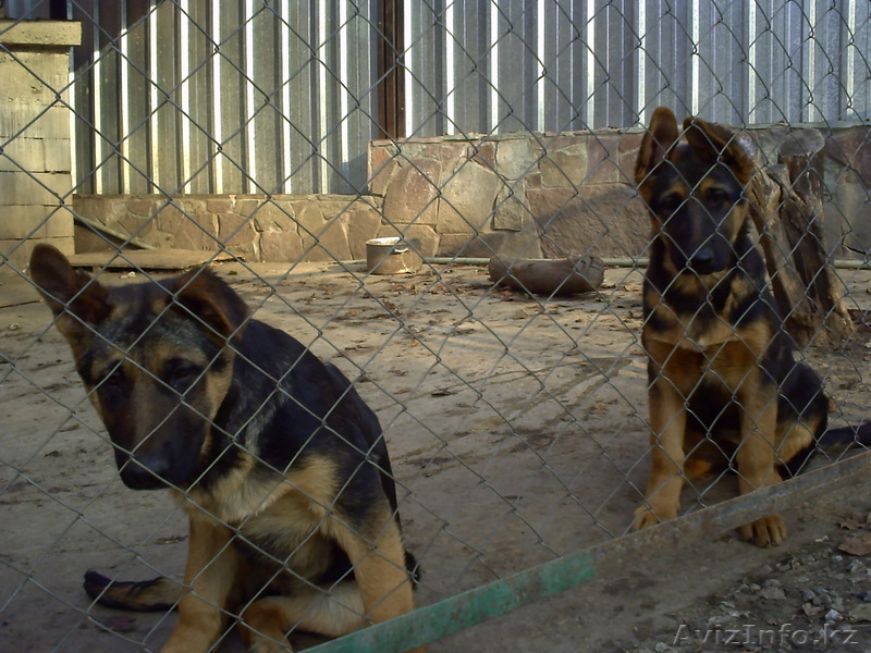 немецкие овчарята - Изображение #1, Объявление #102256