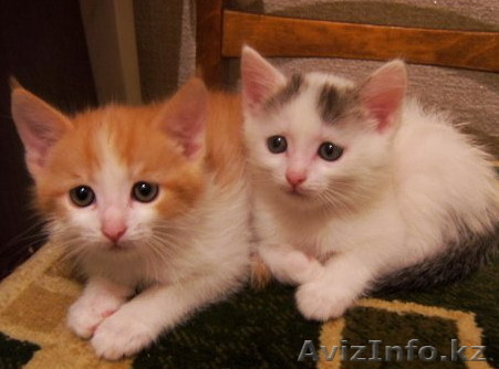 Игривые котята в хорошие руки - Изображение #1, Объявление #98532