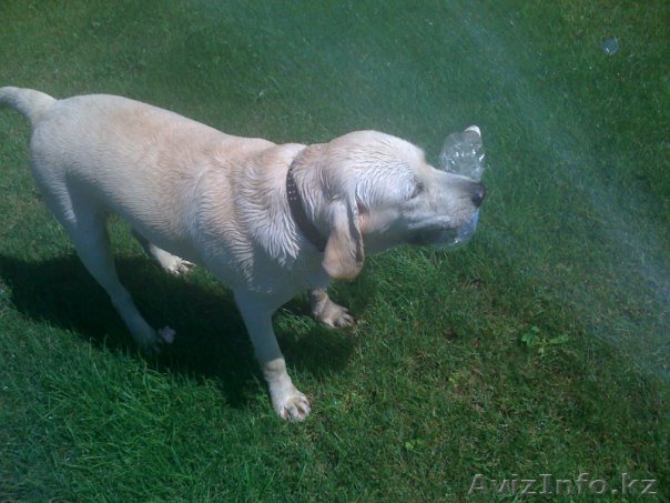 нужна сучка для вязки - Изображение #1, Объявление #99376