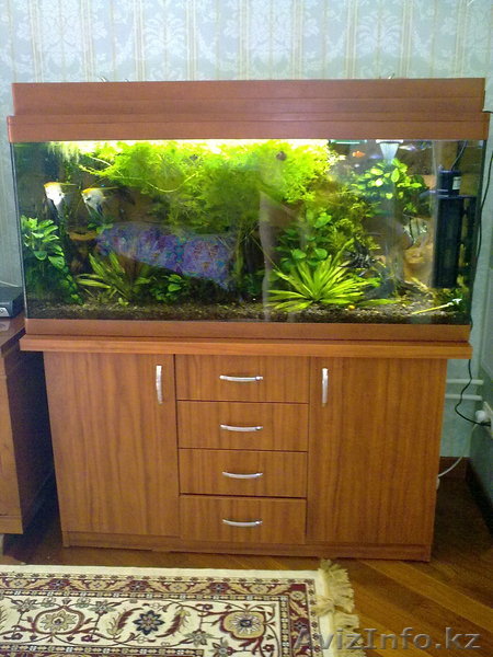 Продам супер-аквариум в полном комплекте - Изображение #1, Объявление #112698