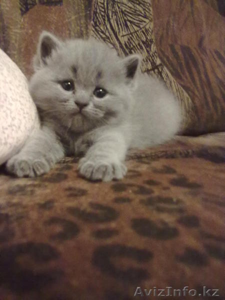 элитные британские котята - Изображение #1, Объявление #115376
