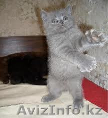 Бесплатно,в хорошие руки котёнка! - Изображение #1, Объявление #115609