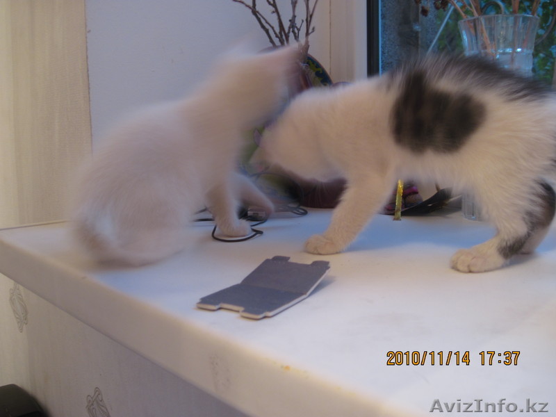 Отдам в хорошие руки! - Изображение #1, Объявление #106275