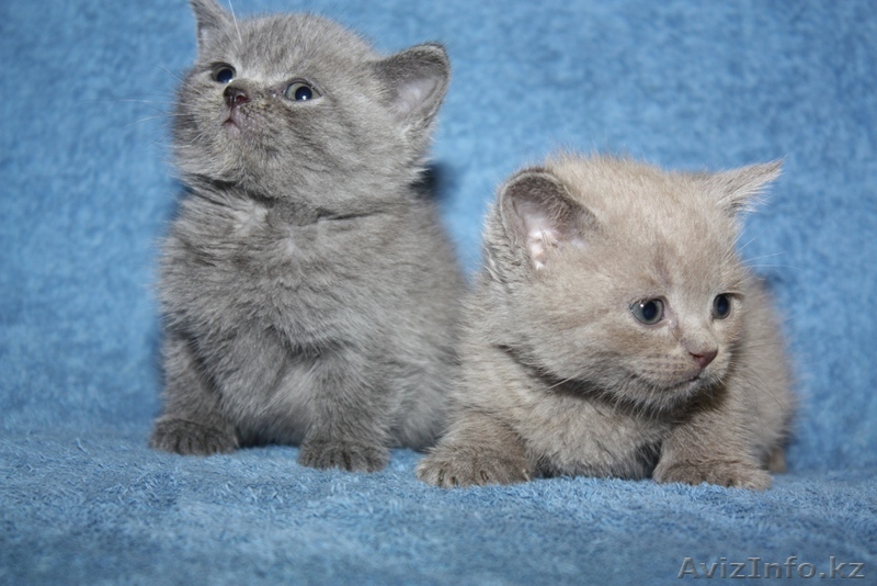 Британская голубая короткошерстная - Изображение #1, Объявление #37039