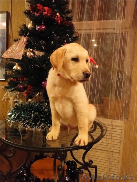 Лабрадорчики палевого окраса - Изображение #1, Объявление #130315