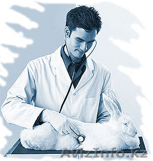 Ветеринарная помощь. Выезд на дом. Лечение, хирургия, вакцинации и прочее - Изображение #1, Объявление #131853