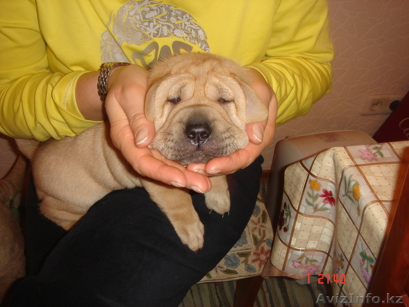 Продам щенка помесь шарпея и овчарки - Изображение #1, Объявление #127716