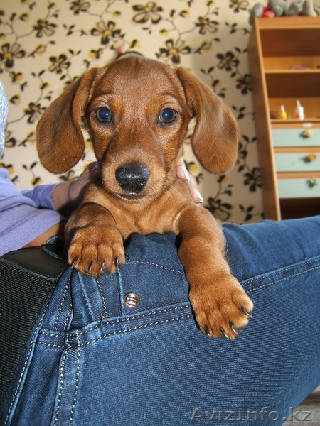 продам собачку таксу... - Изображение #1, Объявление #127467