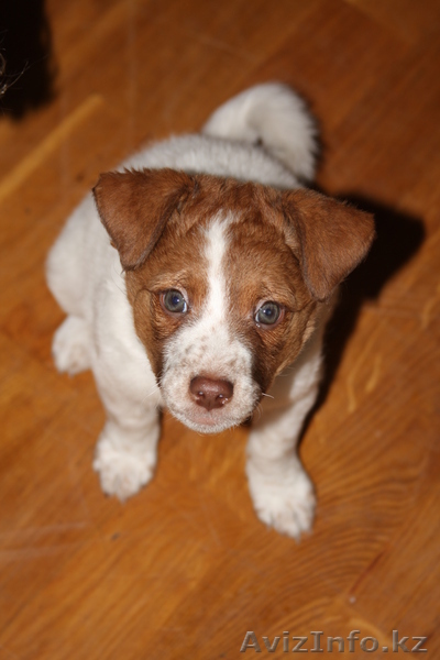 Отдам в хорошие руки щеночка, 1,5 месяца - Изображение #1, Объявление #134576