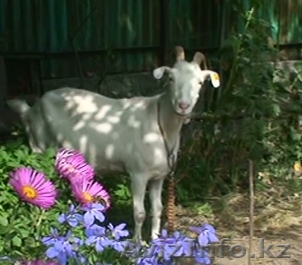 козье молоко натуральное - Изображение #1, Объявление #130960