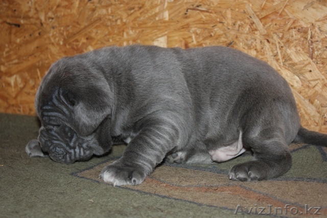 щенки мастино наполетано - Изображение #1, Объявление #128975