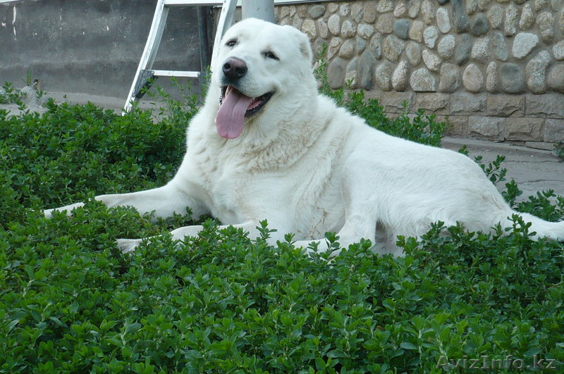 87055081363 Надежда - Изображение #1, Объявление #135172