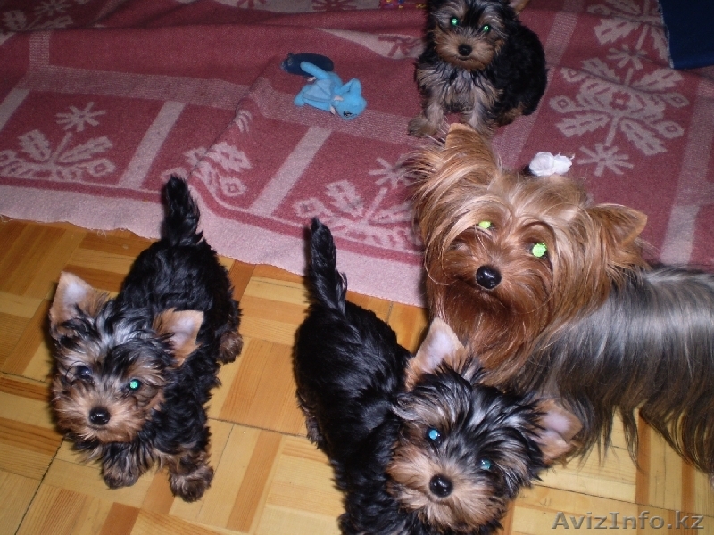Продаются щенки йоркширского терьера - Изображение #1, Объявление #127867