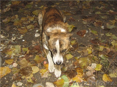 Отдадим в хорошие руки собаку - Изображение #1, Объявление #121846