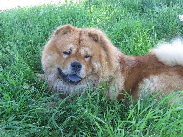 ......         .........  .......... - Изображение #1, Объявление #127288