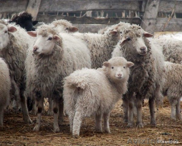 Продам мясо баранины - Изображение #1, Объявление #152286