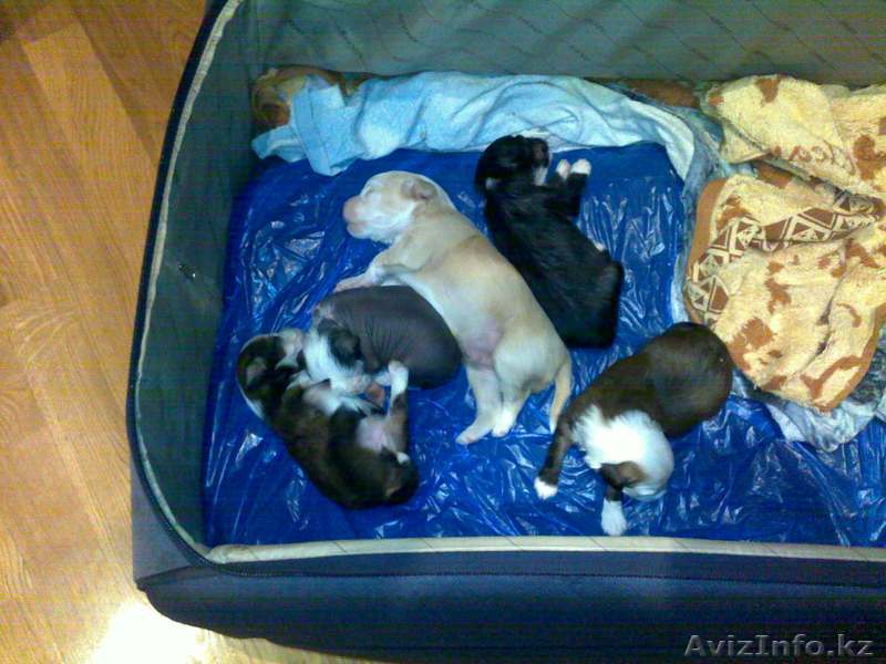 Китайская хохлатая  - Изображение #1, Объявление #146506