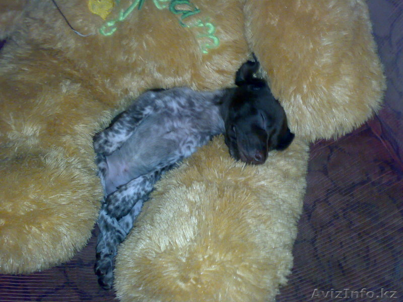 Щенки курцхаар с родословной - Изображение #1, Объявление #153438