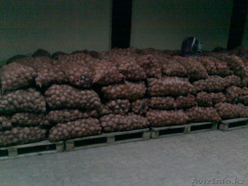 Продам картофель сорт Лотона белая, в мешках. - Изображение #1, Объявление #149723