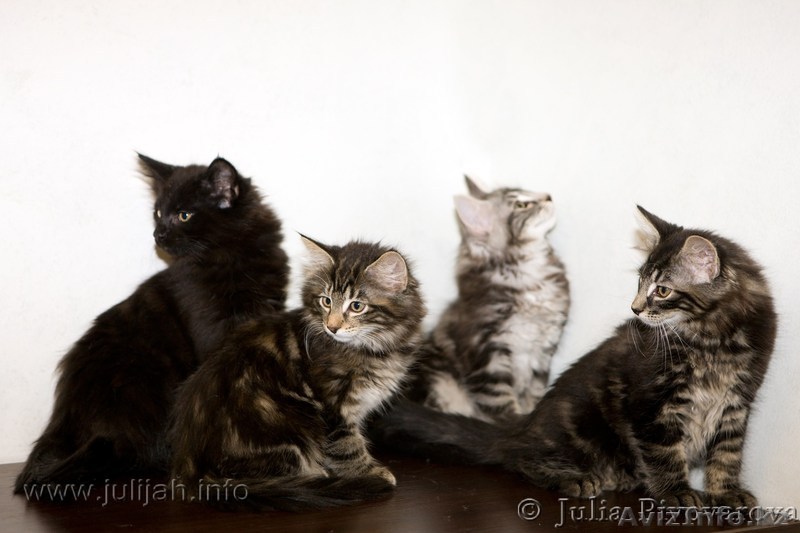 Продам котят породы норвежская лесная - Изображение #1, Объявление #149284