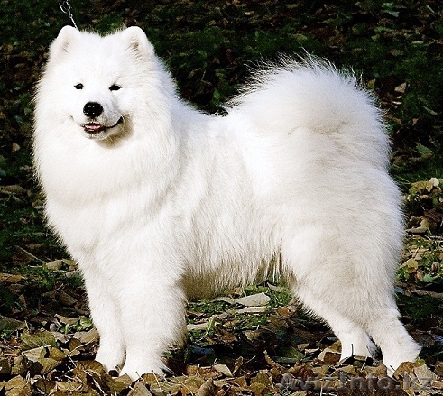 САМОЕДСКАЯ СОБАКА (САМОЕД) щенки - Изображение #1, Объявление #136095