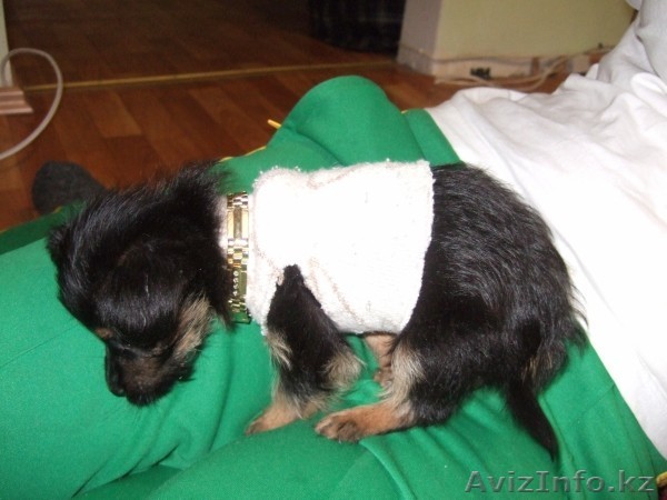 продам щенка срочно - Изображение #1, Объявление #153362