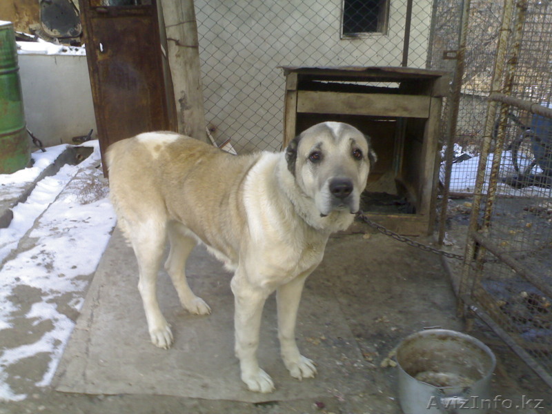 Продам Алабая    - Изображение #1, Объявление #138250