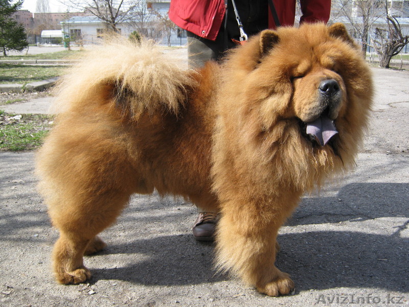 вязка для чау - ищем подруг - Изображение #1, Объявление #144389