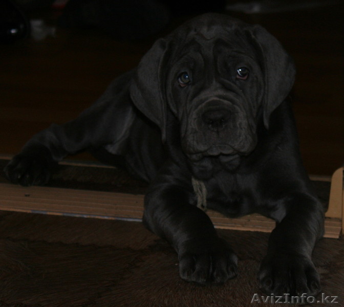 Мастино наполитано - Изображение #1, Объявление #141632