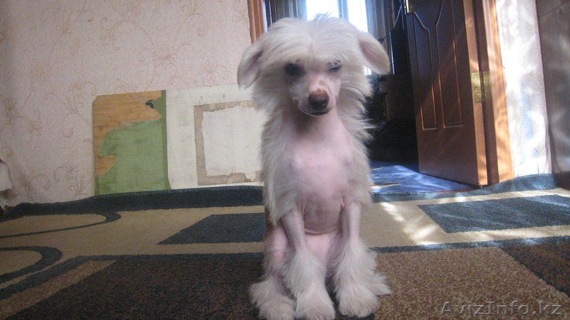  щенок Китайской Хохлатщой собаки - Изображение #1, Объявление #139127