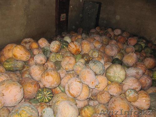 Продам тыкву оптом - Изображение #1, Объявление #134582