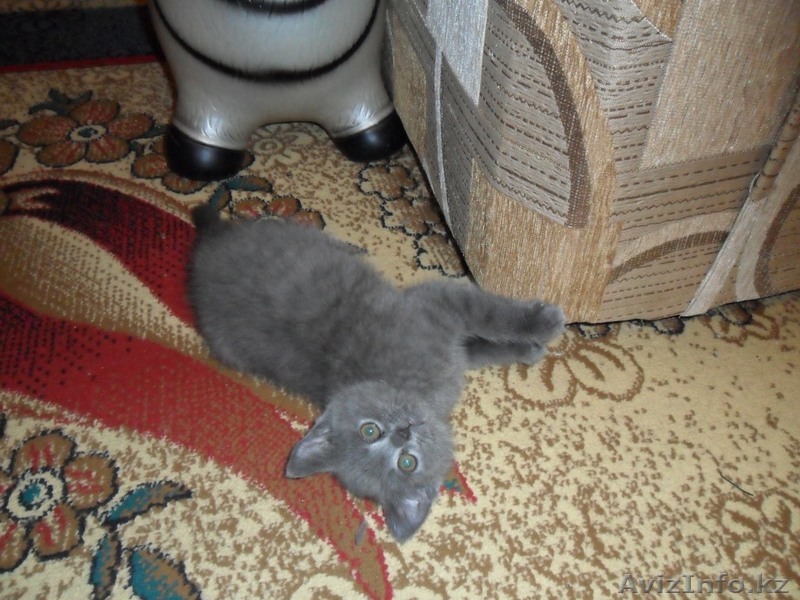 Продам Британского котенка. - Изображение #1, Объявление #150689