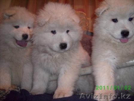 Щенки Самоедской лайки продаються - Изображение #1, Объявление #149443