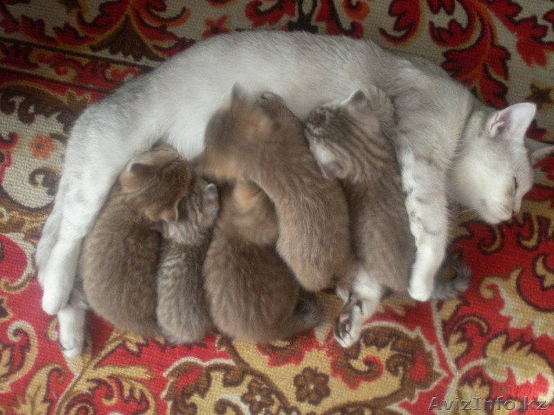 Котята британцы - Изображение #1, Объявление #152383
