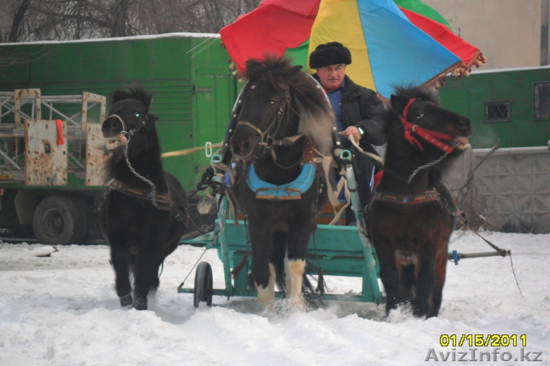 Продам тройку понейи карету для них. - Изображение #1, Объявление #145463