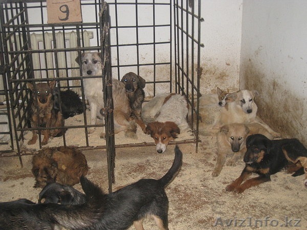 Срочно отдам собаку!!!! - Изображение #1, Объявление #136559