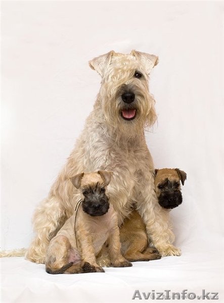 Ирландский пшеничный мягкошерстный терьер - Изображение #1, Объявление #176765