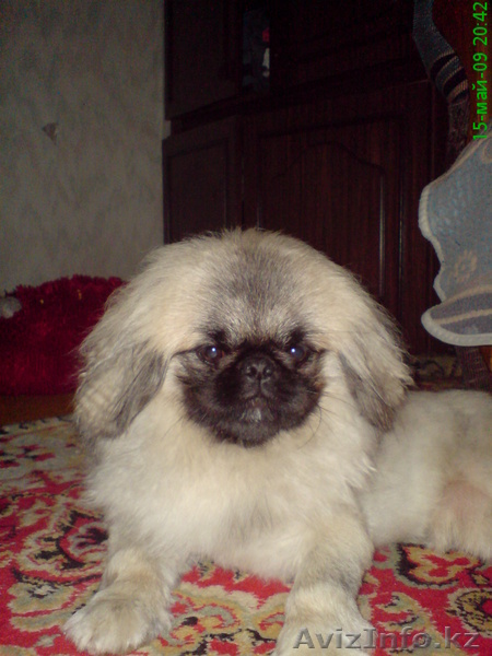 Продам щенка пекинеса - Изображение #1, Объявление #174173