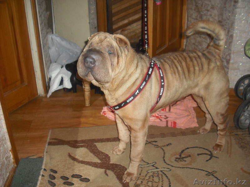 Отдам шарпея в добрые руки, девочка 3 года - Изображение #1, Объявление #174531