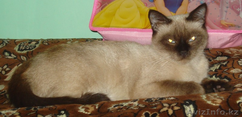 Подарю кошку хорошему человеку - Изображение #1, Объявление #156983