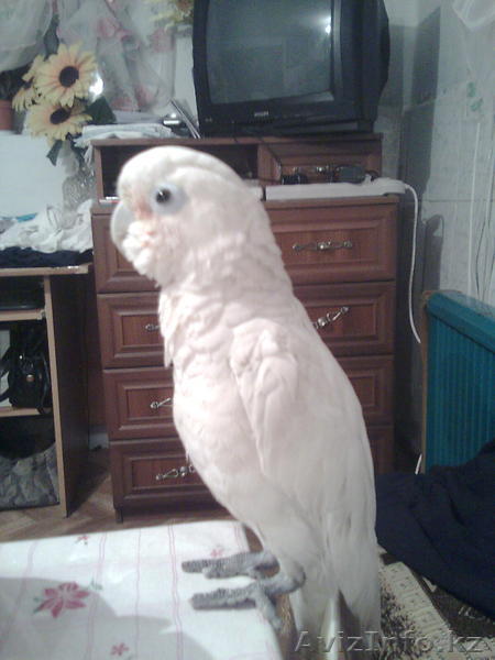 Продана - Изображение #1, Объявление #175632